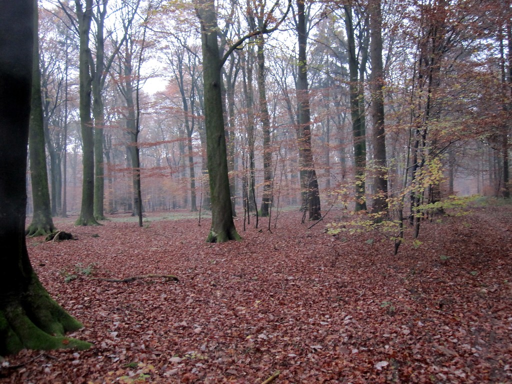 Buchenbestand im Reichswald bei Kleve (2011)