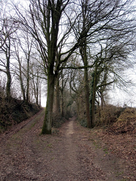Hohlweg mit Baumreihen und einer ansteigenden Wegabzweigung in Uedem (2011)