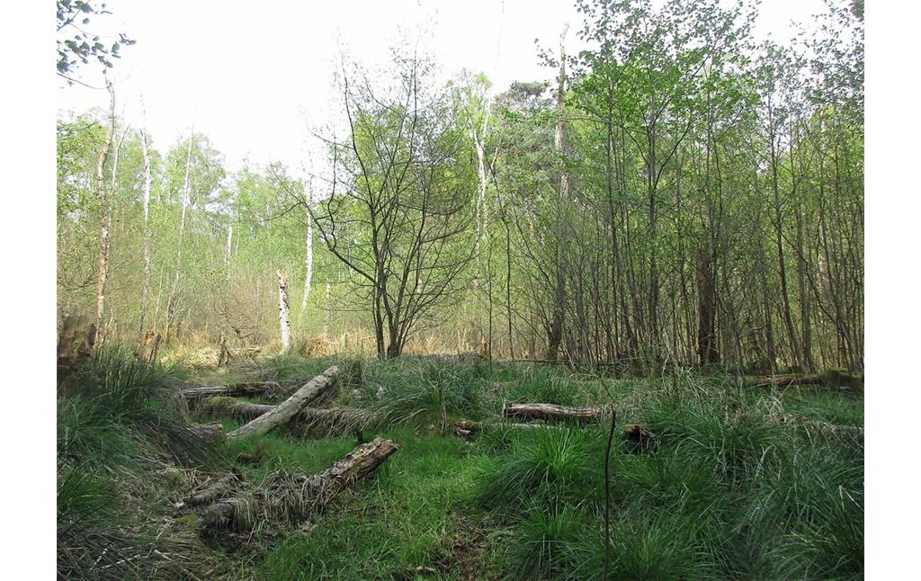 Teichlandschaft Lohmarer Wald zwischen Lohmar und Siegburg: Das Gebiet am Pfahlweiher bei Siegburg-Stallberg, ein so genannter "Himmelsteich" mit vormals fast 6 Hektar Wasserfläche (2017).