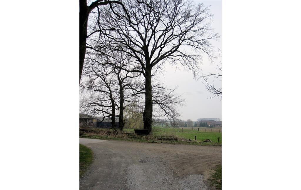 Kulturlandschaft in Uedemerbruch mit einer Wegegabelung, wegbegleitenden Bäumen und Gehöften im Hintergrund (2011)