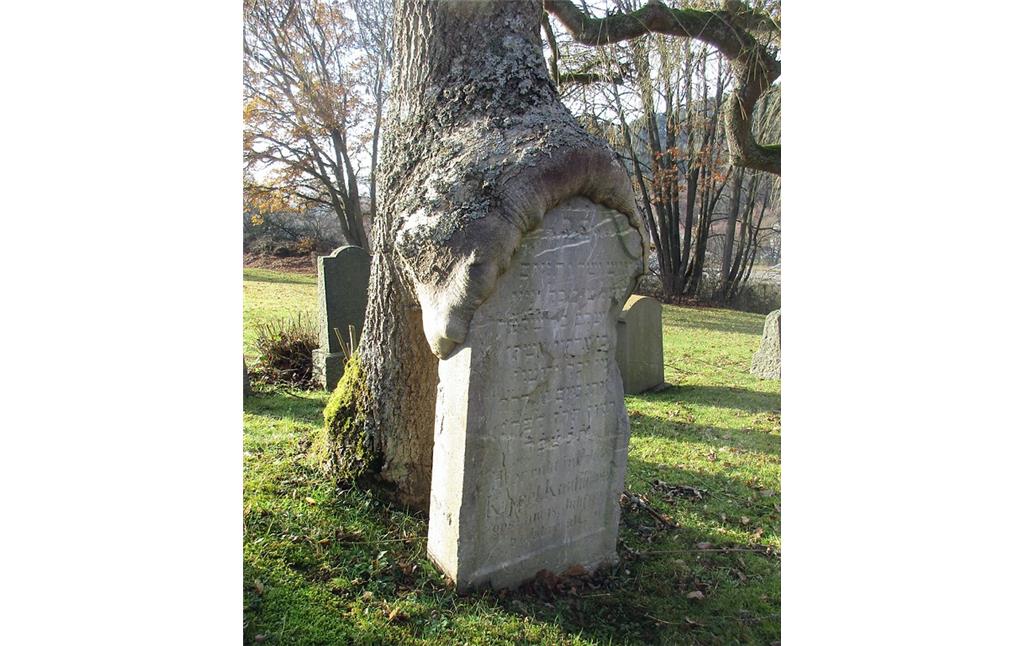 Von einem Baum überwachsener Grabstein von Kappel Kaufmann (gest. 1890) auf dem jüdischen Friedhof am Zengelsberg in Blumenthal (2016).