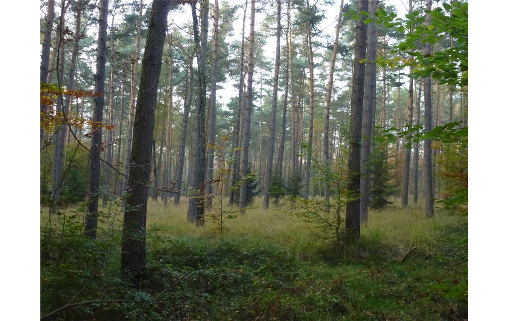 Etwa 90-jähriger Kiefernbestand im Dämmerwald (2012)
