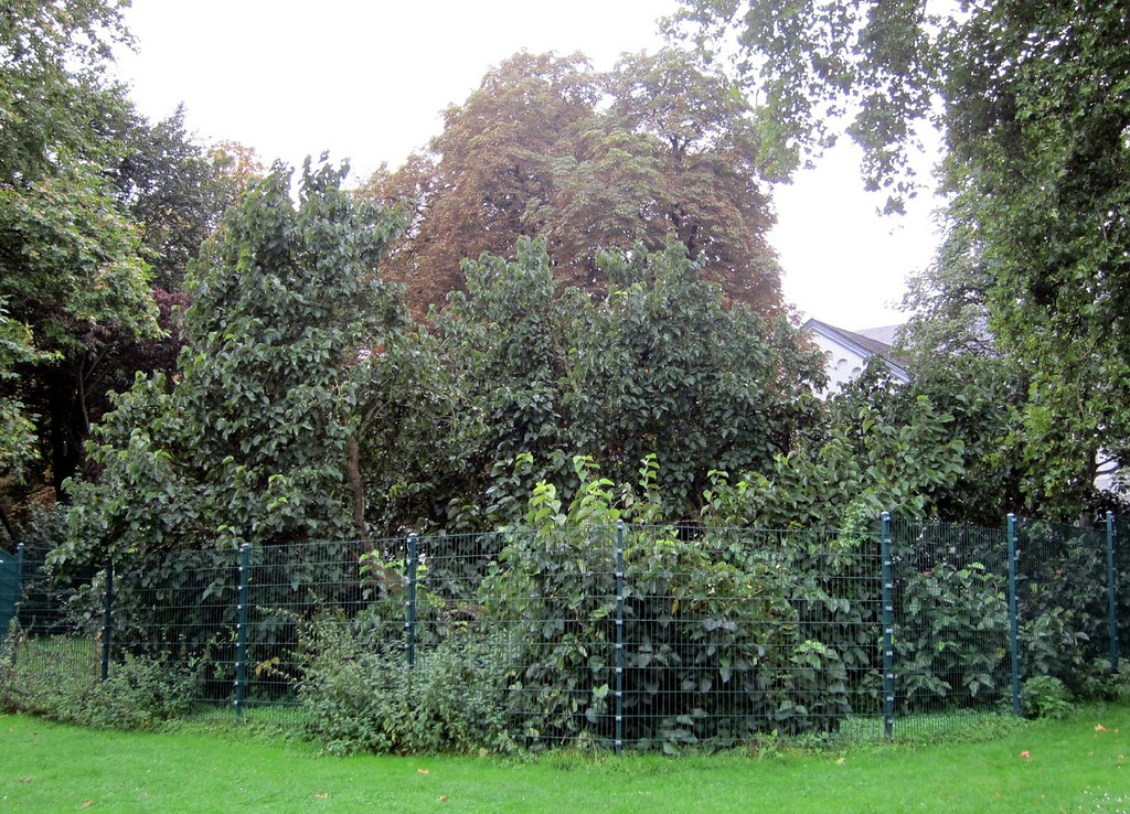 Der "tausendjährige" Maulbeerbaum im Abteipark Brauweiler (2011).