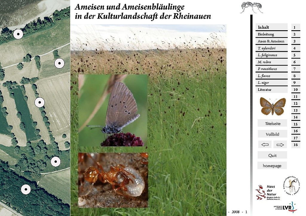 PDF-Dokument zum Thema "Ameisen und Ameisenbläulinge in der Kulturlandschaft der Rheinauen" (PDF-Datei, 4 MB)