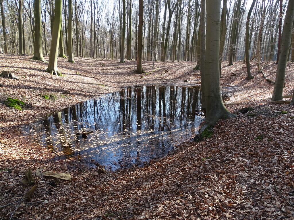 Quelle Wischgraff am Waldboden (2022)