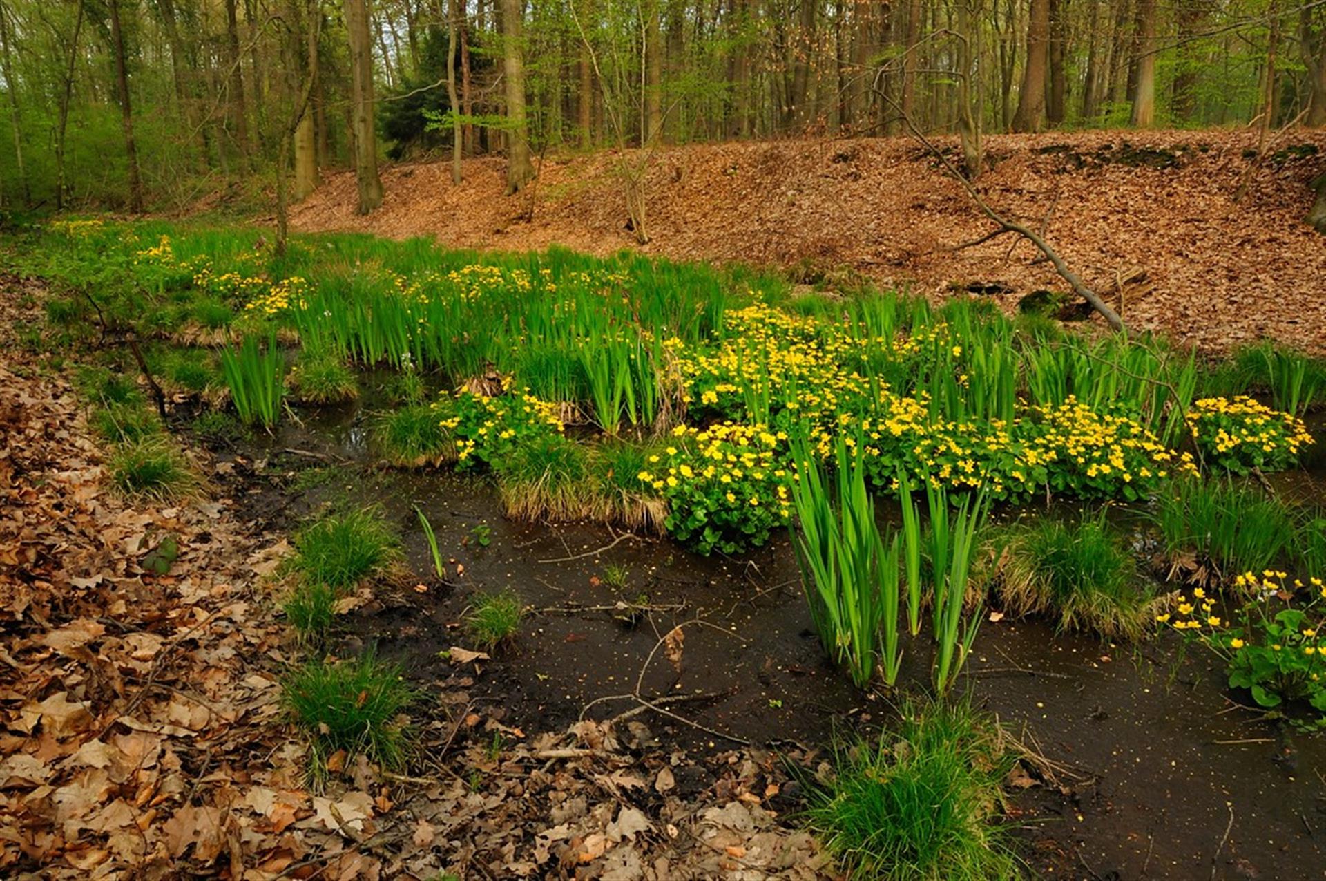Das Bild zeigt eine längliche feuchte Stelle mit gelb blühenden Pflanzen im Wald entlang einer Böschung. &copy; null