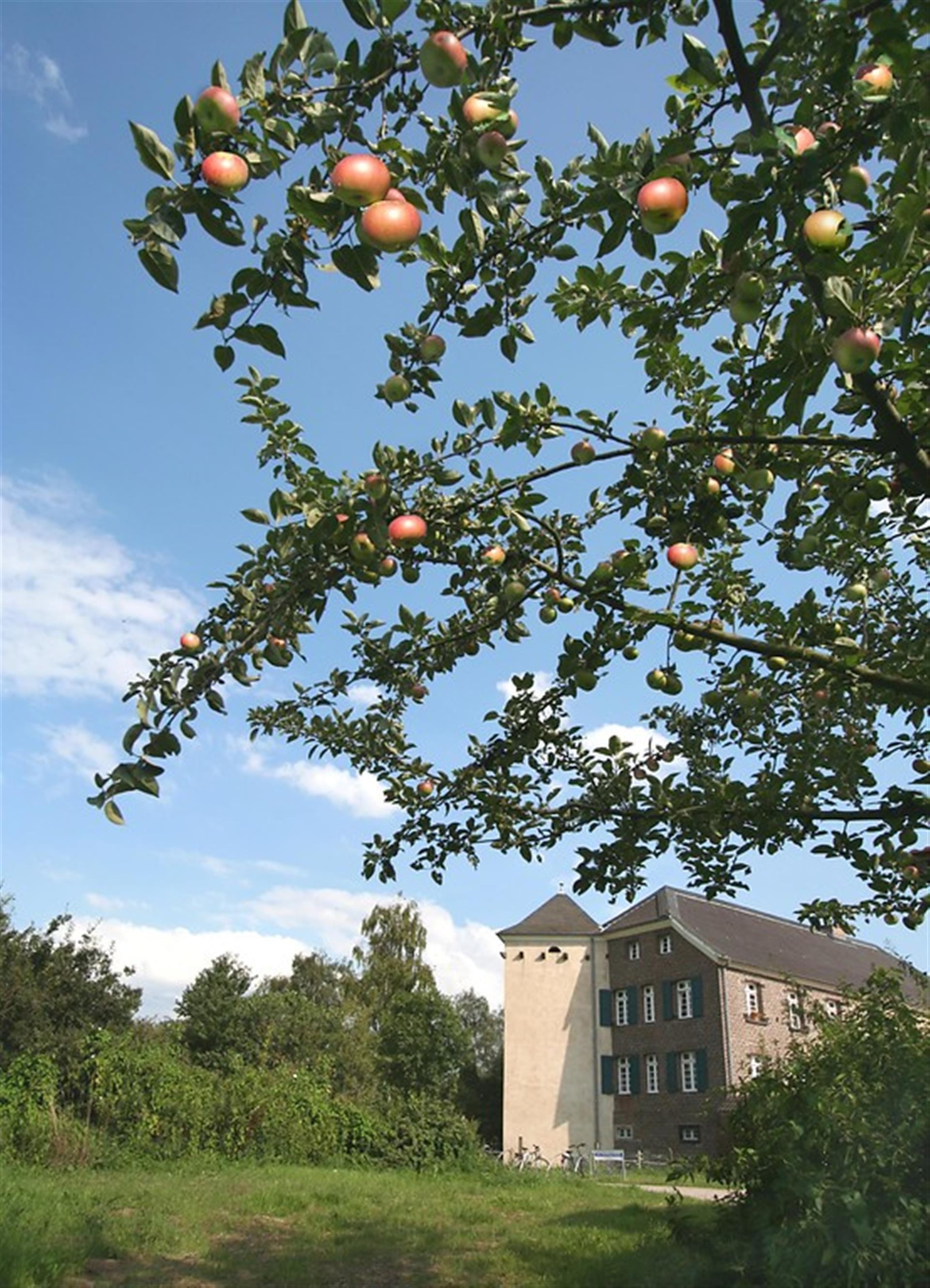 Das Bild zeigt ein geklinkertes Haus mit grünen Fensterläden und einem eckigen hellen Turm an einer Wiese mit einem Baum voll rötlicher Äpfel. &copy; null