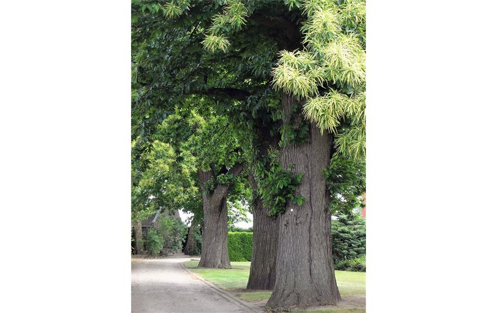 Esskastanienbäume in der Parkanlage des ehemaligen Klosters St. Bernardin (2013)
