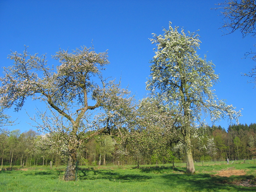 Typischer Baumaufbau des in die Breite gehenden Apfel "Schöner aus Boskoop" und der hochstrebenden Birne "Gute Luise"