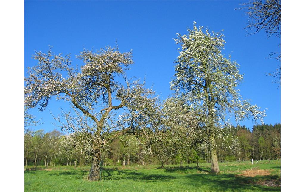 Typischer Baumaufbau des in die Breite gehenden Apfel "Schöner aus Boskoop" und der hochstrebenden Birne "Gute Luise"