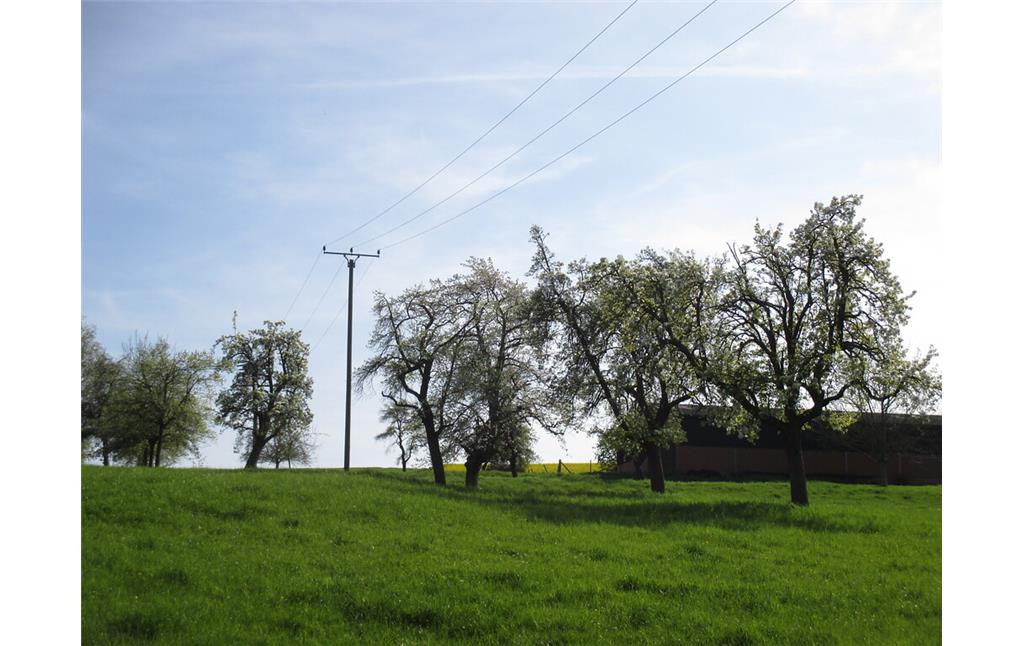 Wiese mit alten Obstbäumen am südlichen Ortsrand von Muldenau (2015)