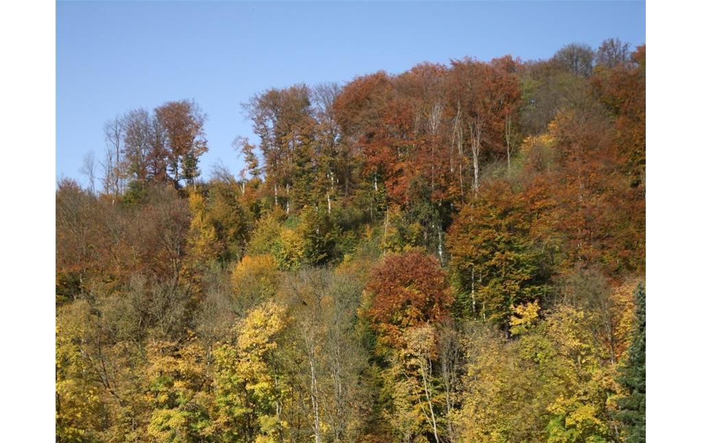 Naturschutzgebiet Weinberg, Ründeroth (2012)