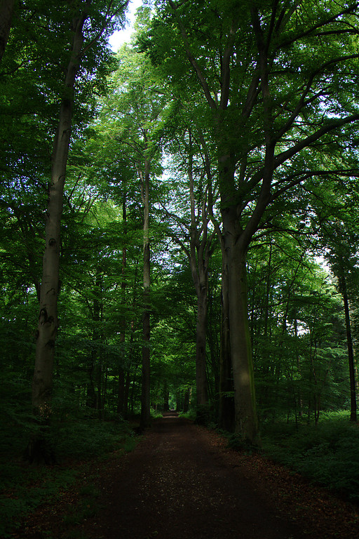 Königsdorfer Wald mit Spazierwegen (2014)