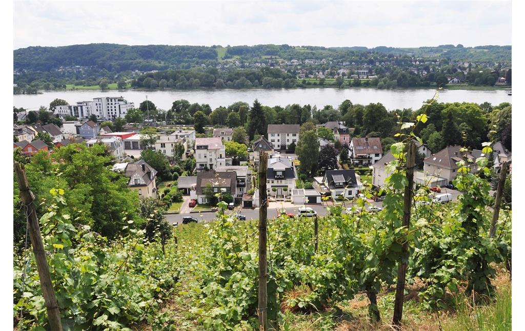 Blick von einem Weinberg hinab zum Rhein (2019).