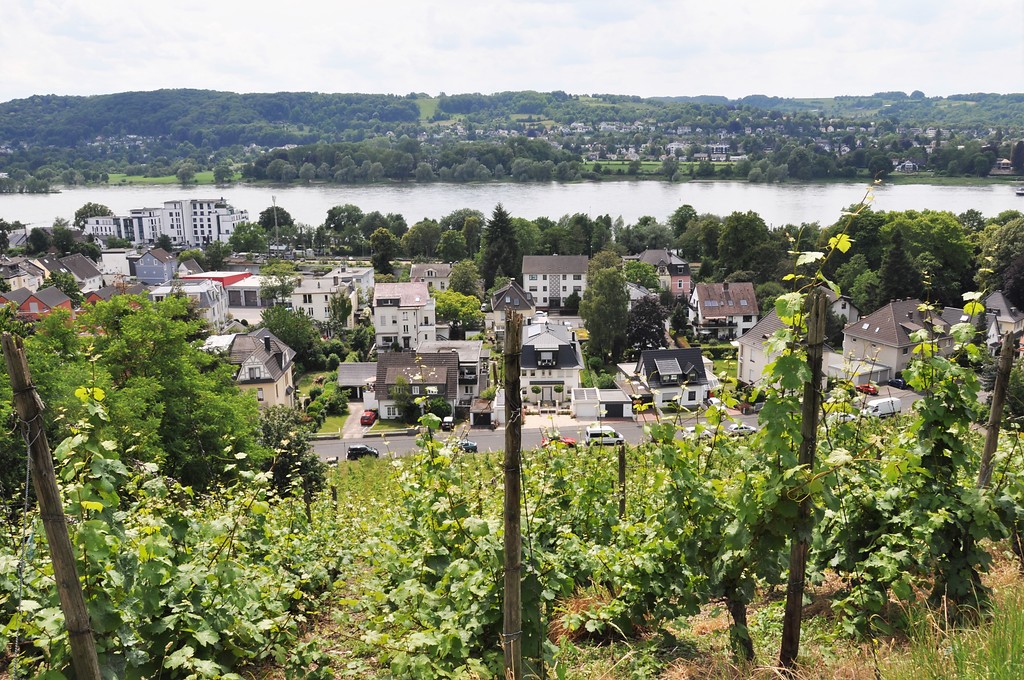 Blick von einem Weinberg hinab zum Rhein (2019).