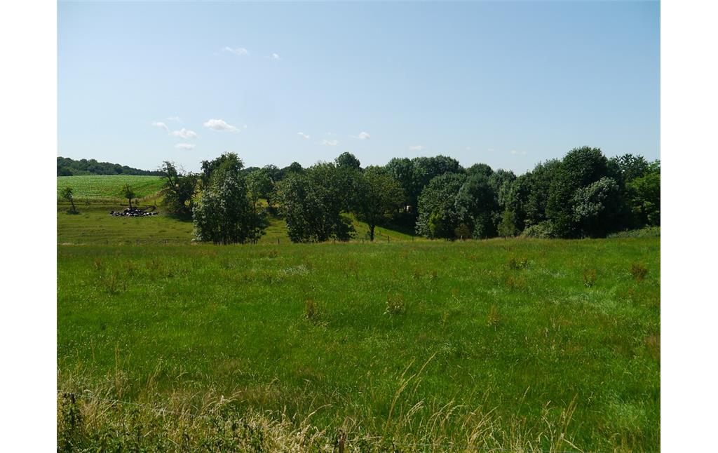 Das wellige Hügelland der Bauerschaft Grünscheid ist in der Regel als Weideland genutzt. Nur wenige Ackerflächen - wie im Hintergrund zu sehen - dienen meistens auch der Futterproduktion. Einzelne Baumgruppen und kleine Wäldchen lockern die Landschaft auf. (2015)