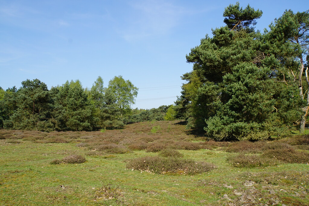 Heideflächen in der Beegderheide (2018)