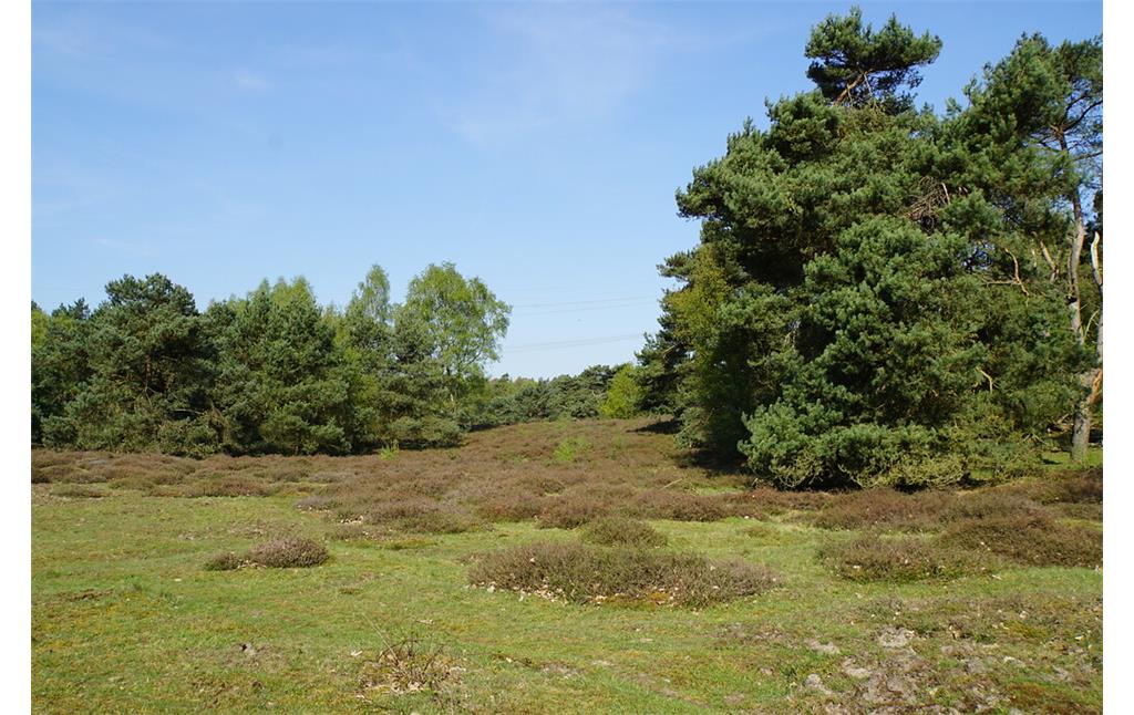 Heideflächen in der Beegderheide (2018)
