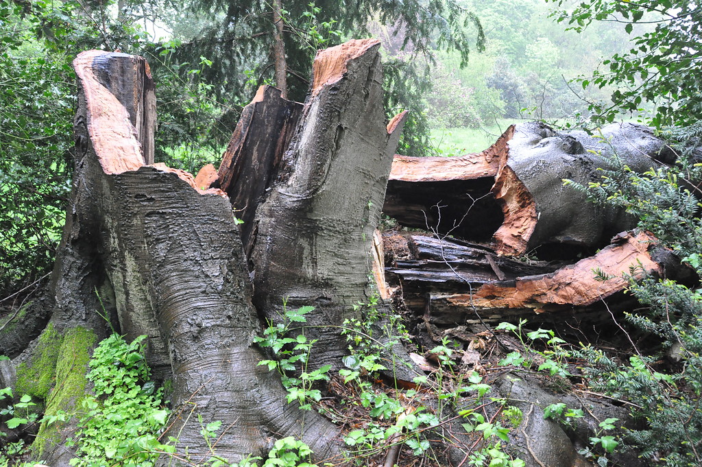 Umgestürzte Rotbuche im Park von Haus Caen (2017)