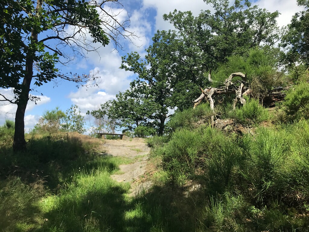 Blick in Richtung Aussichtspunkt Dicke Ley am Kall Trail (2021)