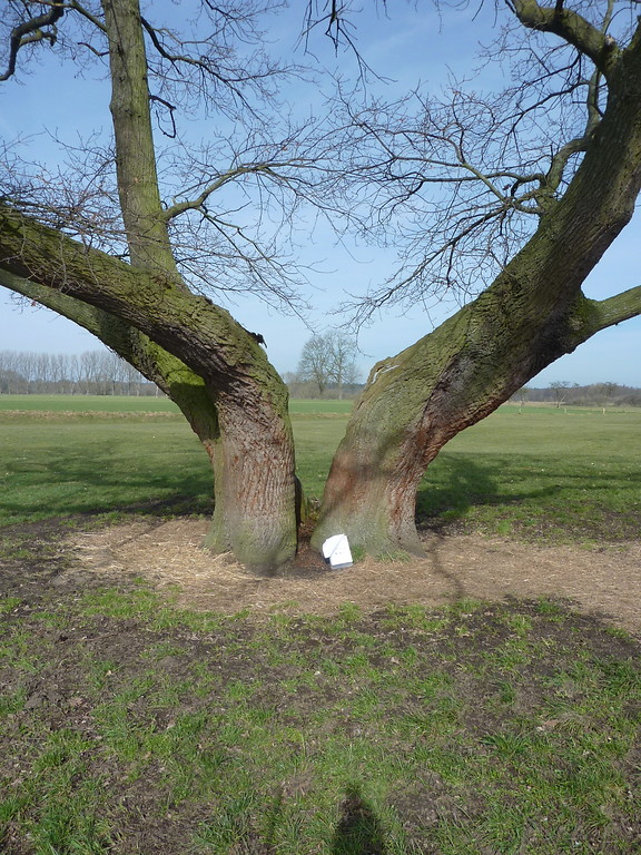 Altbaum in der Lippeaue (2018)