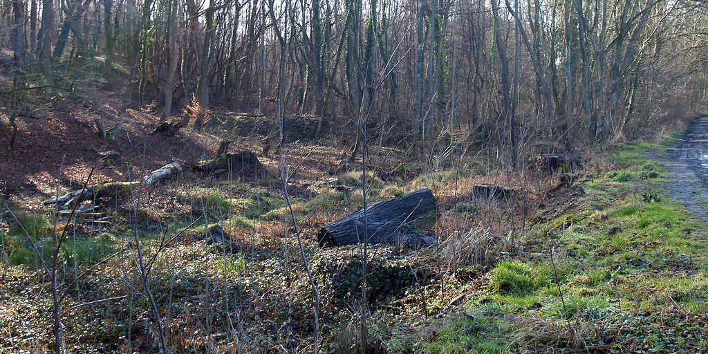 Abbildung 1: Damm eines historischen Fischteiches (vor 1900) im Naturschutzgebiet Liebesallee" (2008)