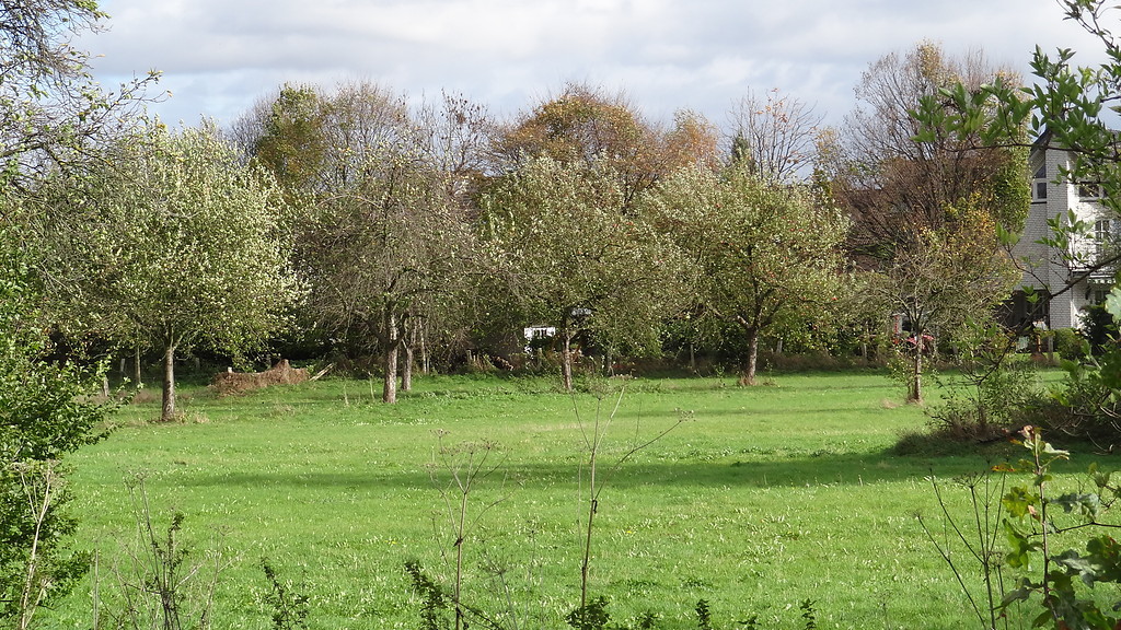 Eine junge Streuobstwiese bei Weilerswist (Herbst 2013). Hier wird die regelmäßige Unternutzung der Wiese sichtbar.