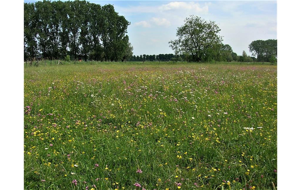 Naturschutzgebiet Fleuthbende bei Kevelaer-Winnekendonk (2011)