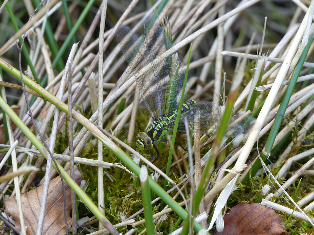 Weibchen der Blaugrünen Mosaikjungfer bei der Eiablage (2018)
