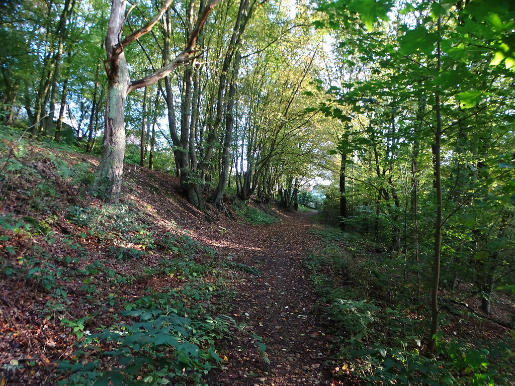Historischer Niederwaldrest im Morsbachtal (2018)