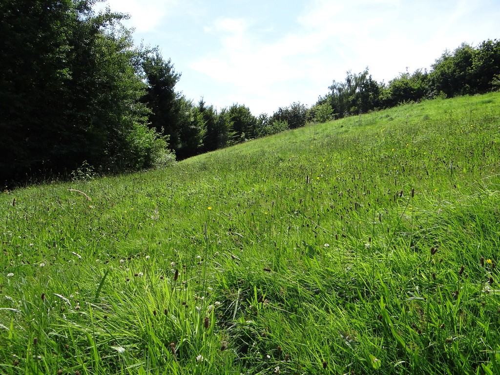 Mit landwirtschaftlichen Maschinen können Flächen wie diese Wiese bei Kürten-Hommermühle nur schwer gemäht werden, daher wird dieses Grünland als Weide genutzt (2015).
