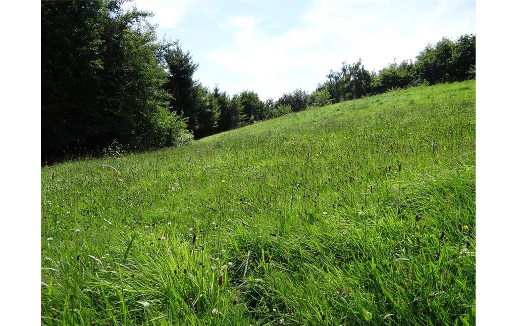 Mit landwirtschaftlichen Maschinen können Flächen wie diese Wiese bei Kürten-Hommermühle nur schwer gemäht werden, daher wird dieses Grünland als Weide genutzt (2015).