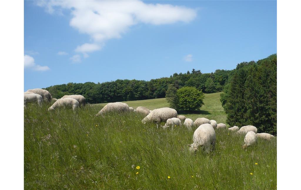 Extensive Beweidung mit Schafen bei Bettenhagen (Waldbröl, (2015)