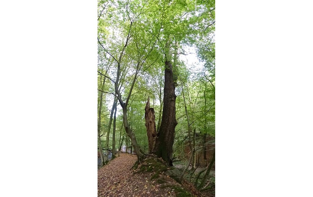 Historische Niederwaldreste im Staatsforst Burgholz (2019)