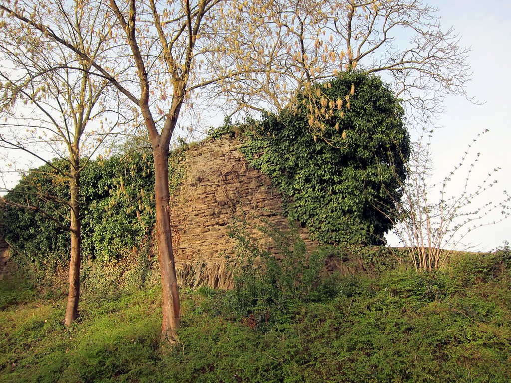 Reste der Stadtmauer von Sinzig im Bereich der Harbachstraße (2015)