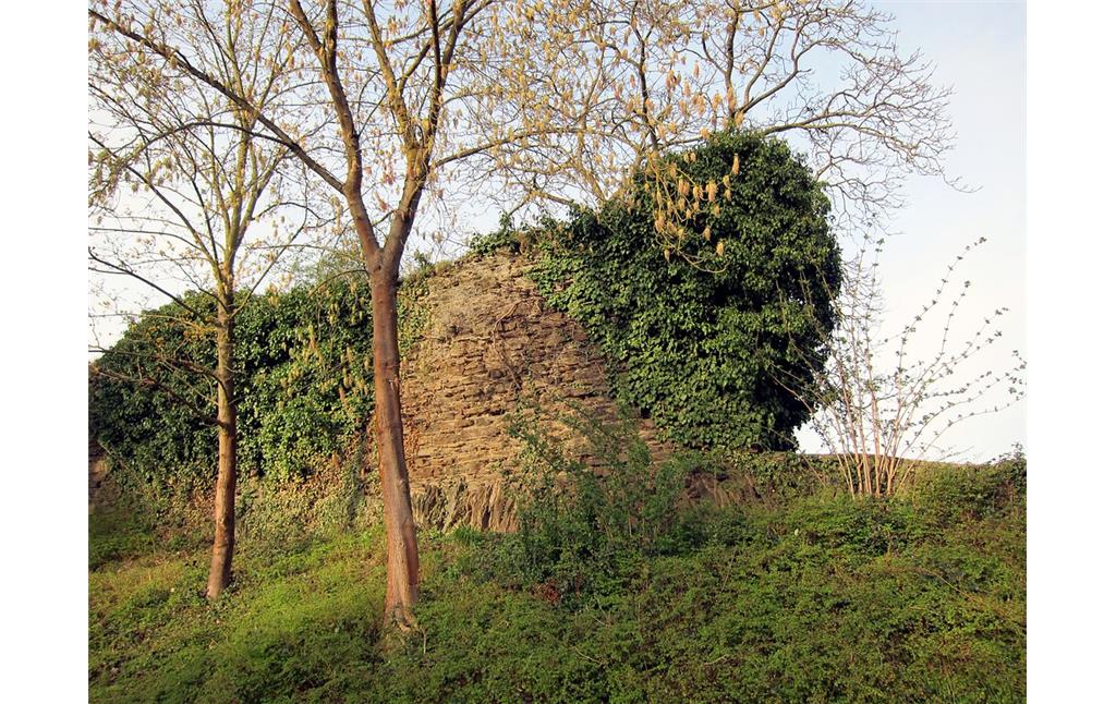 Reste der Stadtmauer von Sinzig im Bereich der Harbachstraße (2015)