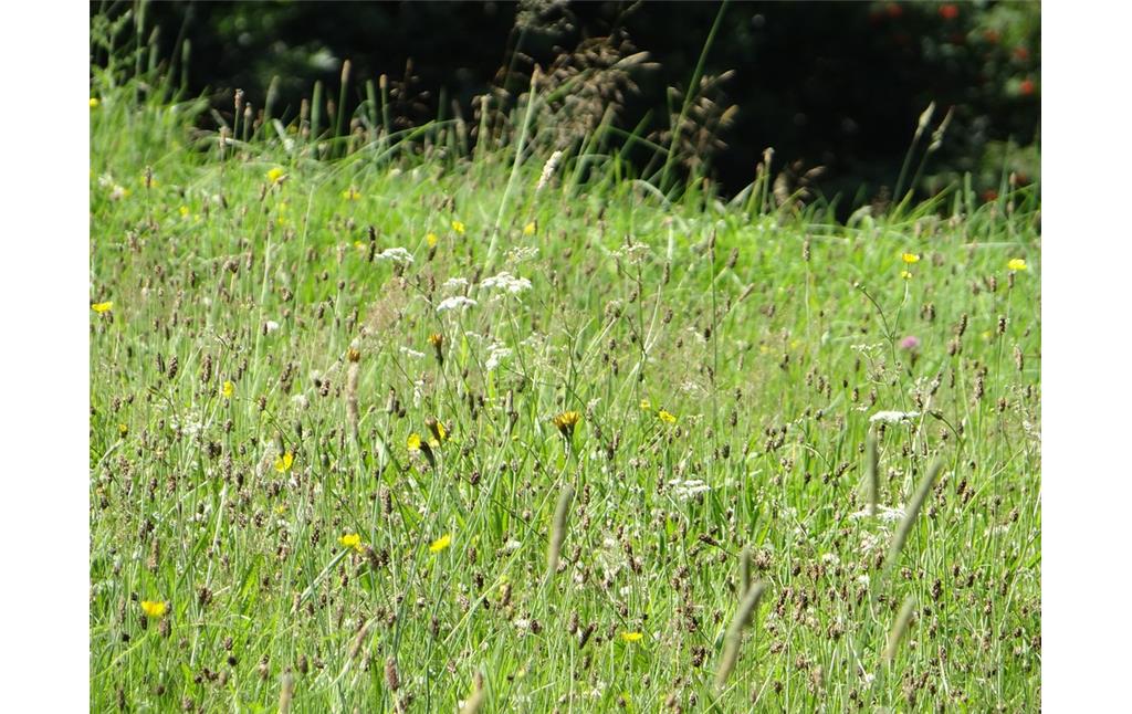 Der Blick ins Detail macht den Blütenreichtum dieser Weide bei Kürten-Hommermühle deutlich (2015).