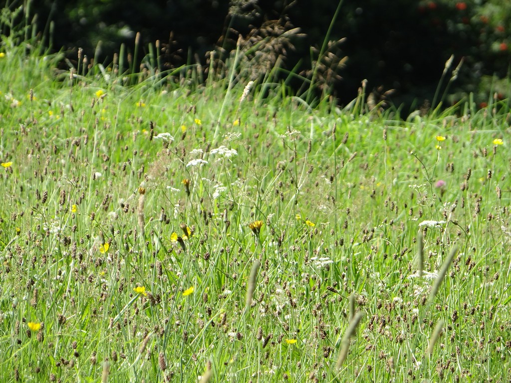 Der Blick ins Detail macht den Blütenreichtum dieser Weide bei Kürten-Hommermühle deutlich (2015).