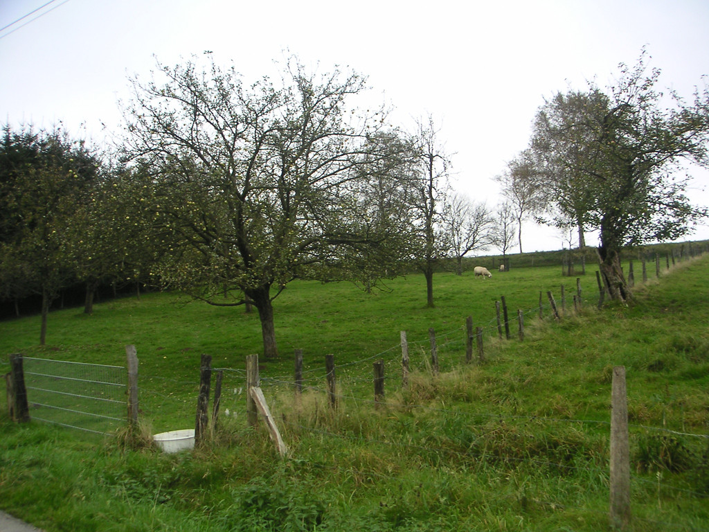Obstweide in Bockhacken (2007)