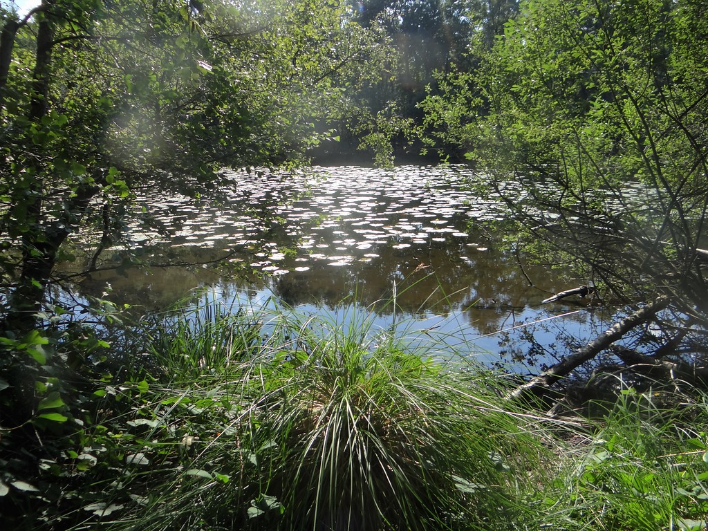 Naturschutzgebiet Fleuthkuhlen in Geldern und Issum (2015)