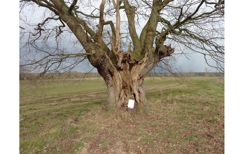 Altbaum in der Lippeaue 2018 mit großer Stammhöhle