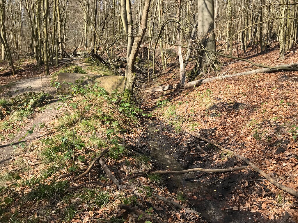 Quelgebiet des Königsdorfer Klingelpütz im  Königsdorfer Wald (2020)