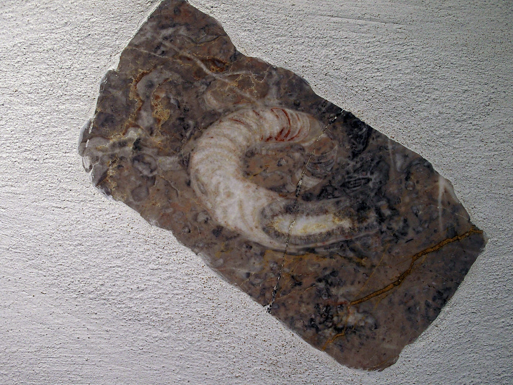 Polierte Marmorplatte im Lahn-Marmor-Museum in Villmar (2018)