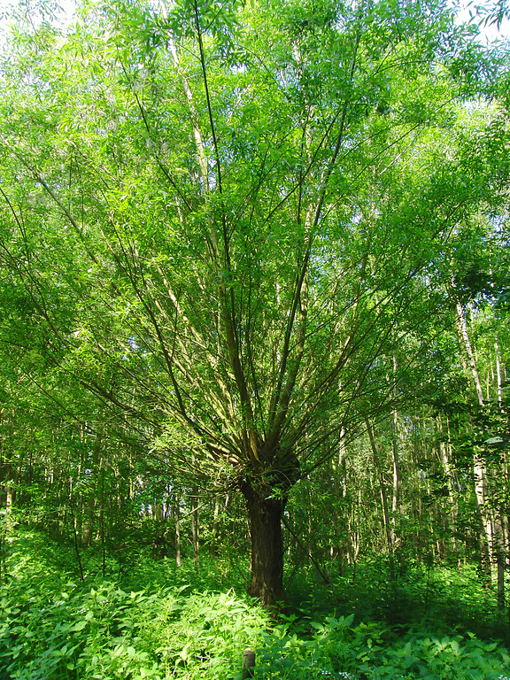 Einzelbaum aus der Kopfweidenallee am Barmener See bei Jülich (2013)