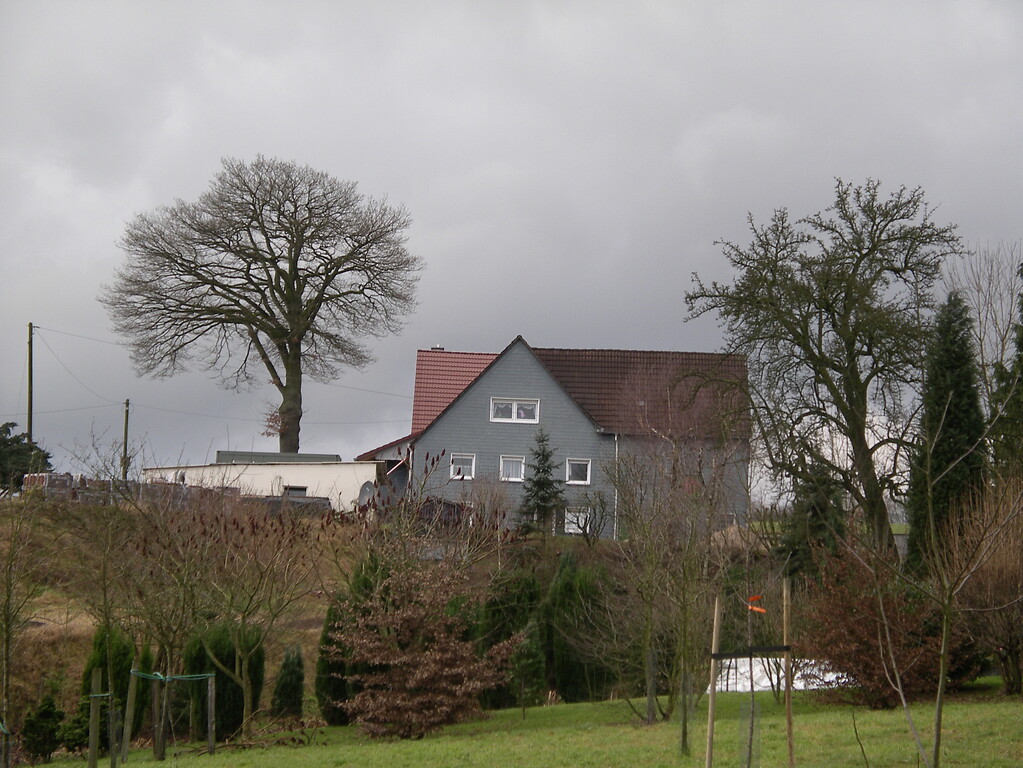 Alte Hofstelle mit Hausbaum in Altenhof (2008)