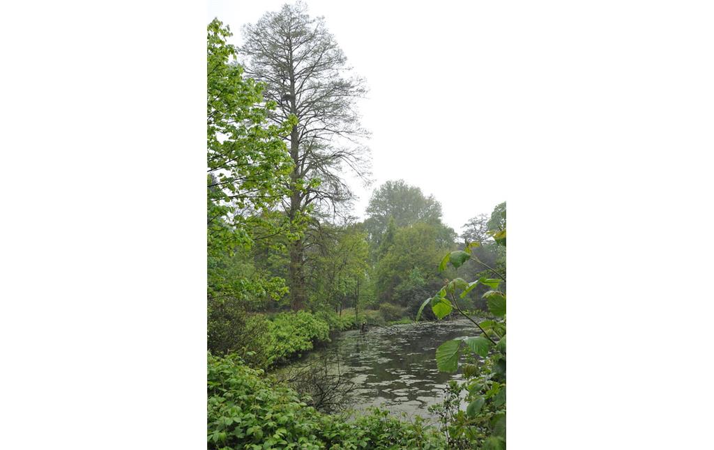 Sumpfzypresse im Landschaftsgarten von Haus Caen (2017)