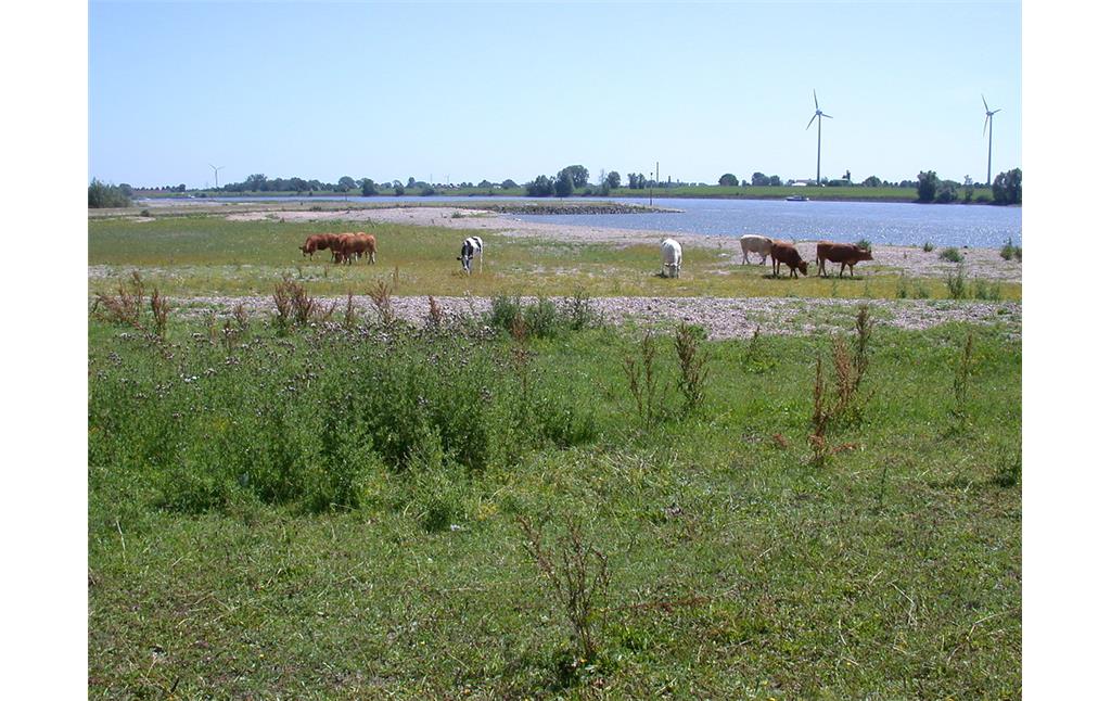 Rinderweide am Rheinufer,  Grietherort