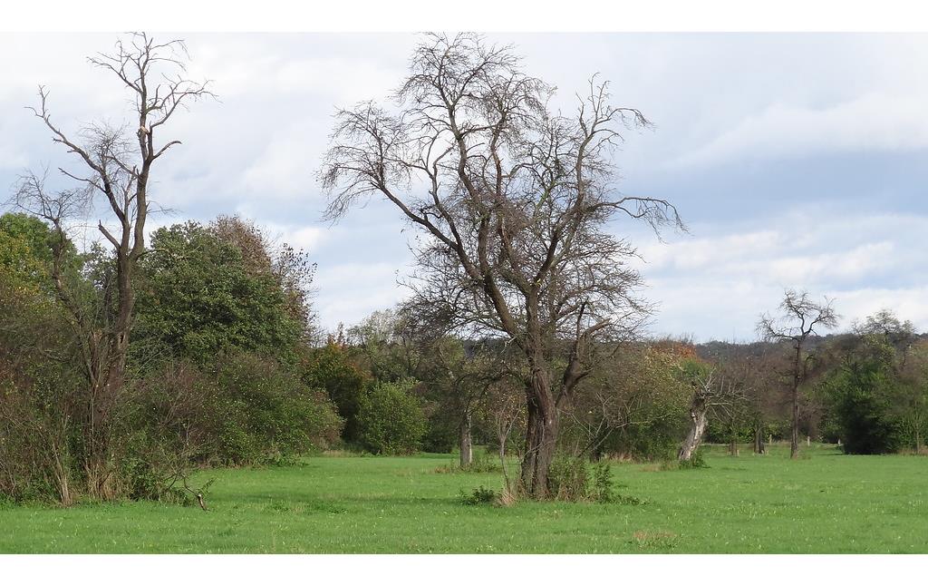 Alter Pflaumenbaum auf einer lückenhaften Streuobstwiese in der Erftaue bei Weilerswist (2013).