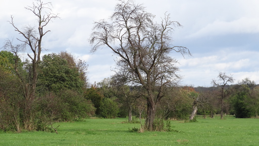 Alter Pflaumenbaum auf einer lückenhaften Streuobstwiese in der Erftaue bei Weilerswist (2013).