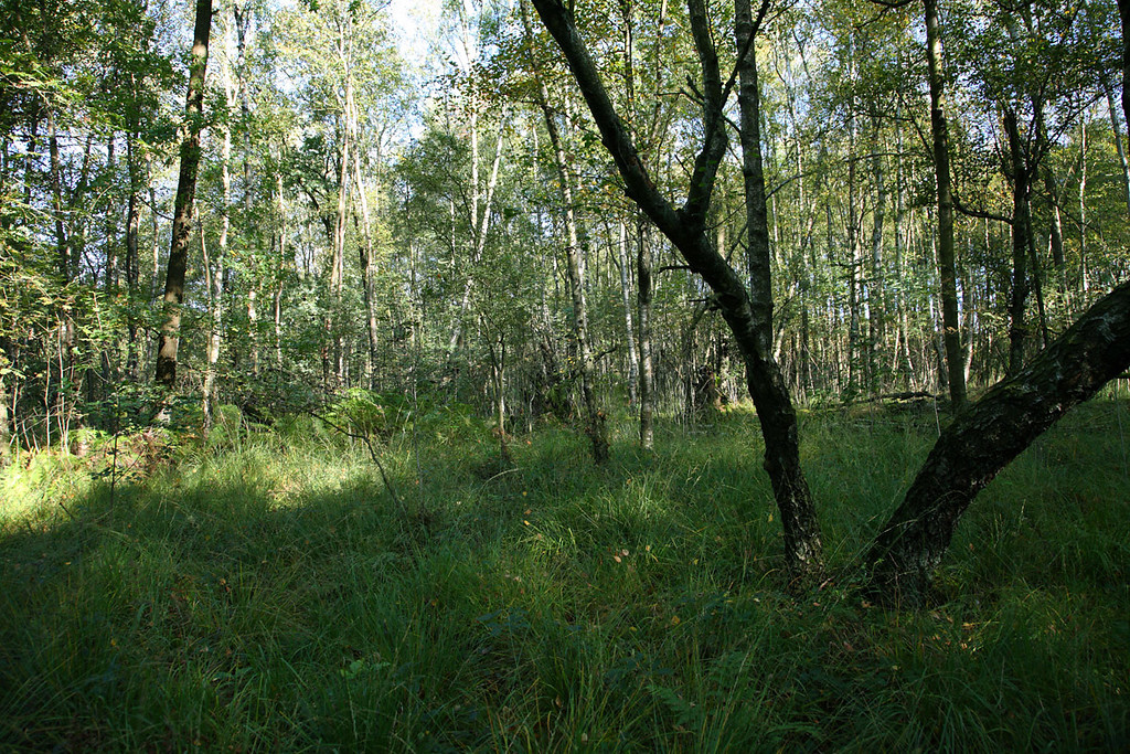 Das Quellgebiet der Wipperquelle bei Börlinghausen in einem Birkenwald (2008).